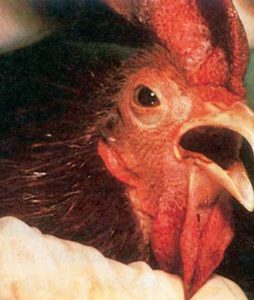 viêm phế quản truyền nhiễm ở gà
